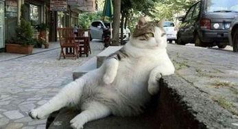 谭竹胖猫爆料吃瓜,娱乐圈吃瓜大揭秘