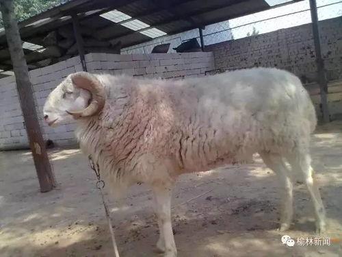 羊圈吃瓜爆料是真的吗